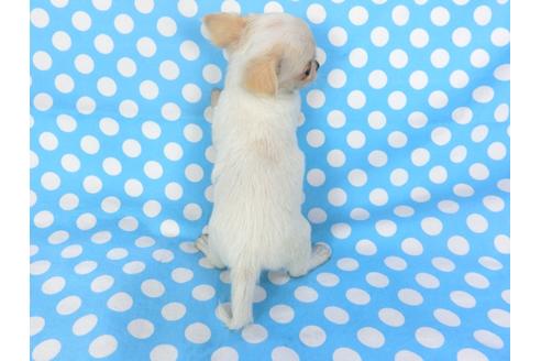 成約済の千葉県のチワワ(ロングコート)-98487の9枚目